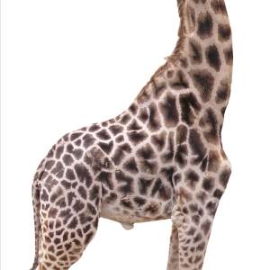 Giraffe PNG