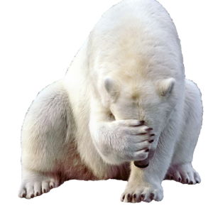 Polar white bear PNG