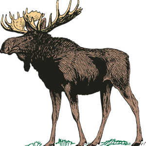 Moose, elk PNG
