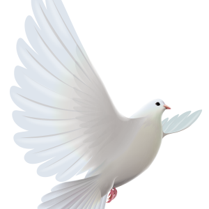 white dove pigeon PNG