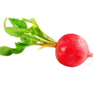 Radish PNG