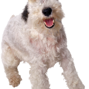 Dog PNG