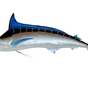 Swordfish image PNG