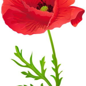 Poppy flower PNG transparent image