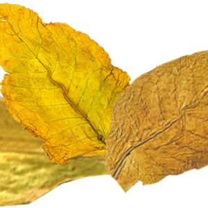 Tobacco PNG