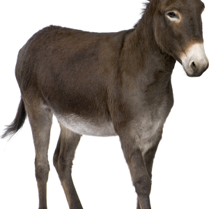 Donkey PNG
