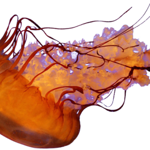 Jellyfish PNG