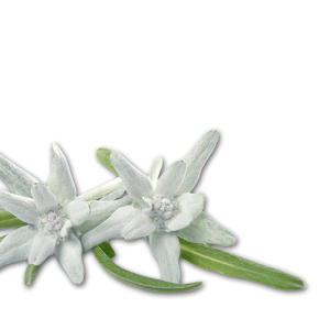 Edelweiss PNG