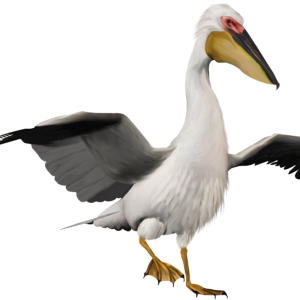Pelican PNG