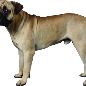 Dog PNG