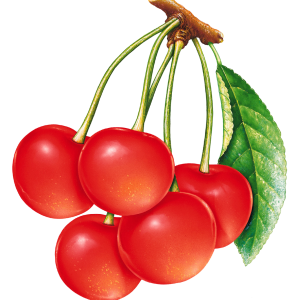 cherries PNG image