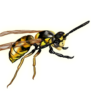 Wasp PNG
