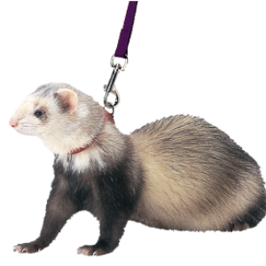 Ferret PNG