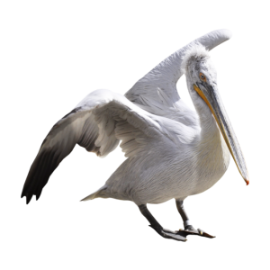 Pelican PNG