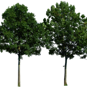 tree png image, free download, picture