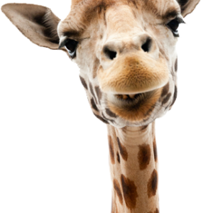 Giraffe PNG