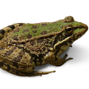 Frog PNG