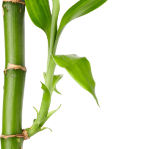 Bamboo PNG