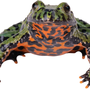 Frog PNG