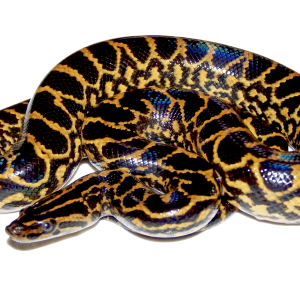 Anaconda PNG