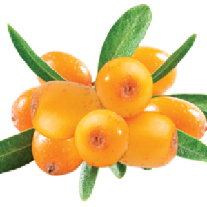 Sea buckthorn PNG