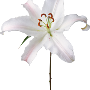 Lilium PNG