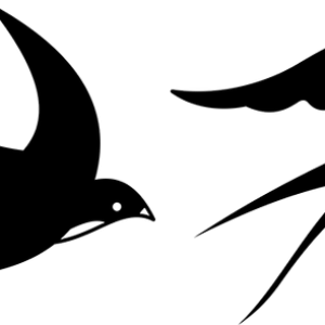 Swallows PNG