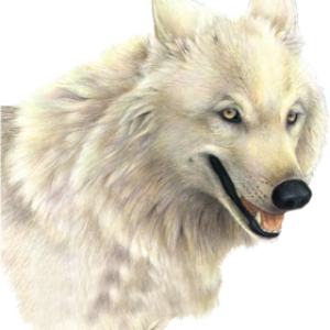 Wolf PNG