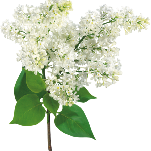 Lilac PNG