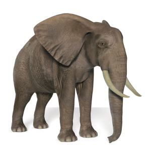 Elephant PNG