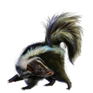 Skunk PNG