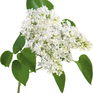 Lilac PNG