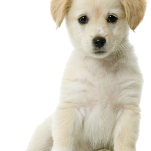 Labrador Retriever PNG