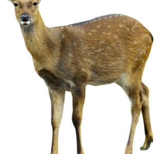 Deer PNG image