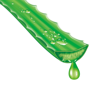 Aloe vera PNG