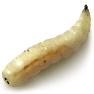 Maggot PNG