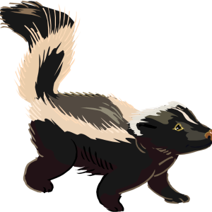 Skunk PNG