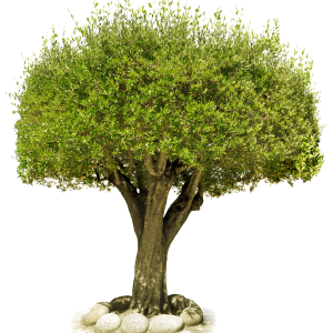 tree png image, free download, picture