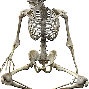 Skeleton PNG