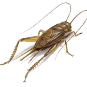 Cricket insect PNG