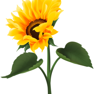 Sunflower PNG