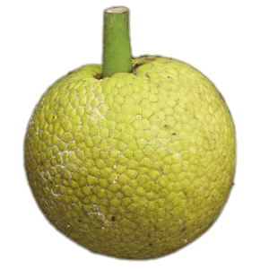 Jackfruit PNG