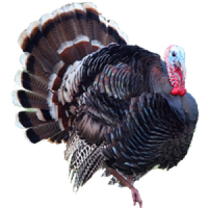 Turkey bird PNG