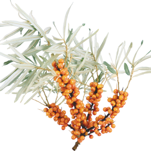 Sea buckthorn PNG
