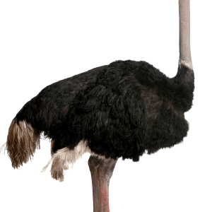 Ostrich PNG