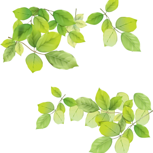 Green leaf PNG