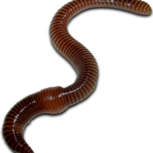 earthworm worm PNG