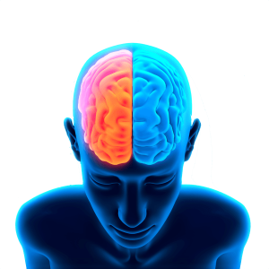 Brain PNG