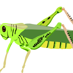 Grasshopper PNG