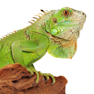 Iguana PNG